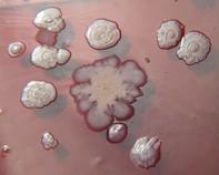 soil bacteria soil bacteria
